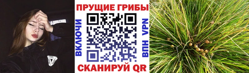 Псилоцибиновые грибы прущие грибы  Шахунья 
